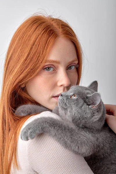 Kızıl saçlı, güzel bir bayanın elinde, stüdyoda yalnız poz veren komik gri İngiliz kedisi.