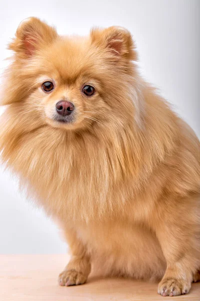 Пухнастий милий коричневий померанський шпіц собака стоїть ізольовано на білому тлі — стокове фото