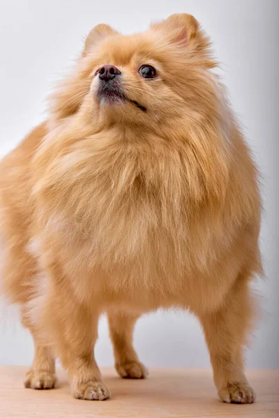 Fluffy marrom animal de estimação Pomeranian Spitz cão de pé isolado em fundo branco — Fotografia de Stock