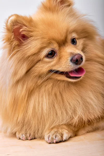 Cucciolo giapponese Spitz cane su sfondo isolato in studio, in posa presso la fotocamera — Foto Stock