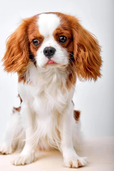 Portrait de chien Cavalier King Charles Spaniel impressionnant regardant sur le côté, animal de compagnie calme pacifié — Photo