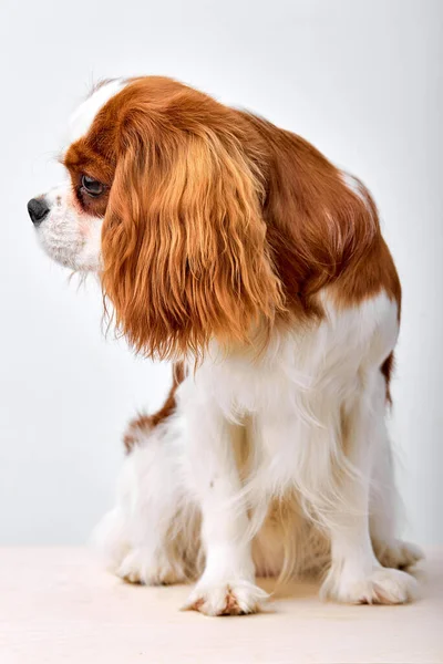 Perfektní krásný kavalír král Karel Španěl pes při pohledu na stranu, pacifikovaný klidný domácí mazlíček — Stock fotografie