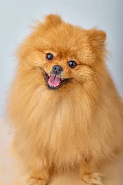 Gros plan beau chien pelucheux spitz poméranien sur fond blanc isolé. — Photo