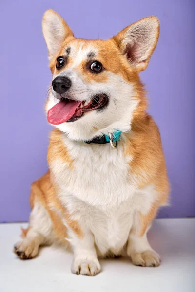 Портрет красивої милої собаки Коргі, смішний щасливий щеня дивиться на сторону з копіювальним простором — стокове фото