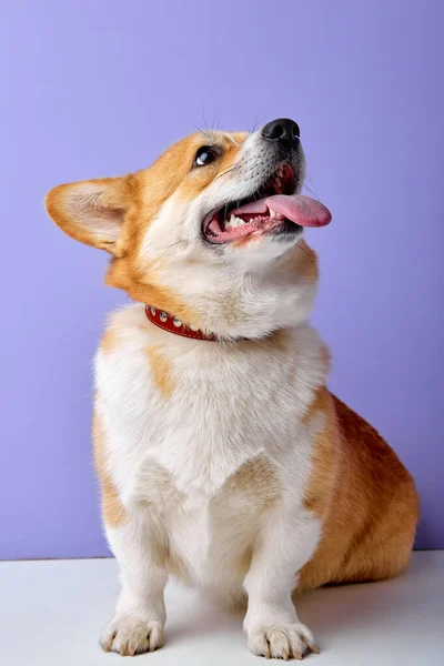 Retrato de encantador obediente perro crianza galés corgi pembroke sonriendo con lengua —  Fotos de Stock