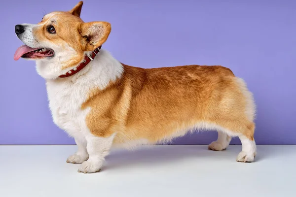 Portrait obedient dog breed welsh corgi pembroke smiling with tongue on purple — Stock Photo, Image