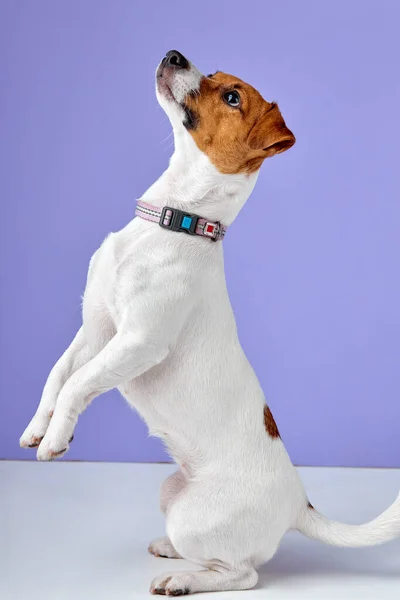 Jack Russell Terrier chien, 10 mois, élever le corps isolé sur fond violet studio — Photo