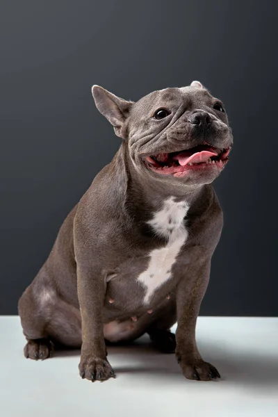 Mignon à la recherche français Bulldog chien avec des oreilles mis en arrière et large sourire sur le visage rond heureux — Photo