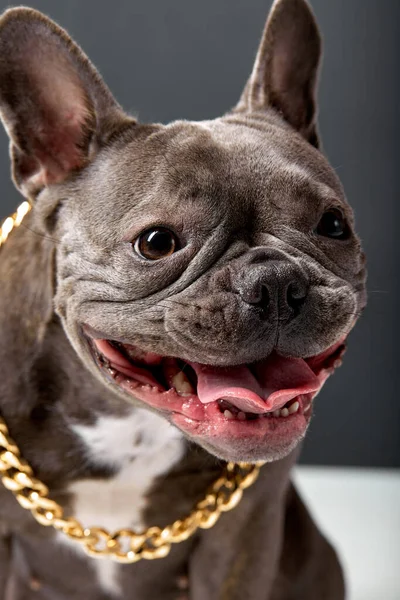 Gros plan de gros bouledogue brun mignon posant à la caméra avec la tonque qui sort — Photo