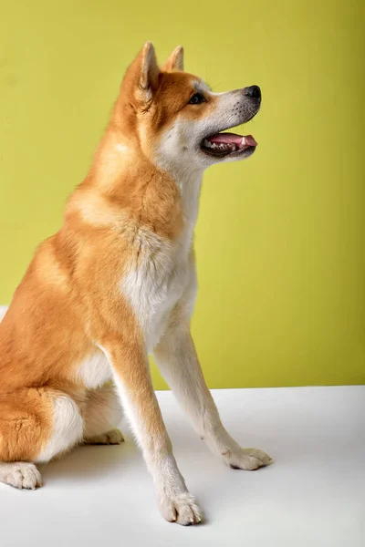 Gros plan d'un chiot dalmate face à la caméra, isolé sur blanc — Photo