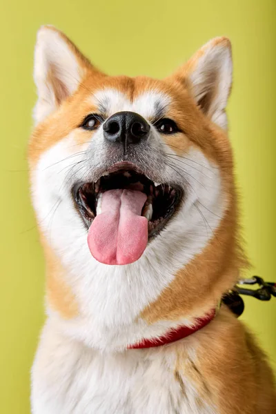 Close-up Portrait of cute Akita inu dog standing isolated in studio on green — Stock Photo, Image
