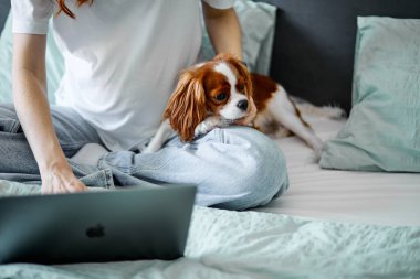 Cropped pregnant woman freelancer working on laptop, sitting with spaniel dog at home. Concept of modern technology, freelance job during quarantine time and pets. In cozy bedroom, morning