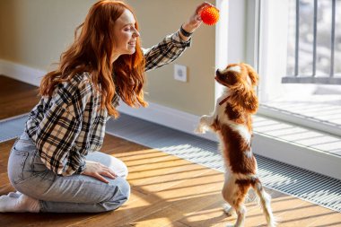 Joyful redhead female is playing with pet at home on floor with toy. cute puppy with loving owner woman at weekends, at sunny day, in cozy living room. charles king spaniel