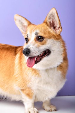 Tuhaf bir evcil hayvan cins Galli Corgi Pembroke ağzı açık bir tarafa bakıyor, etrafı keşfediyor, mor stüdyo arka planında izole edilmiş.