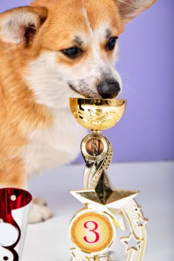 Cute puppy dog corgi with champion trophy cup isolated on purple studio background. Winner champion funny dog. Victory first place of competition. Winning or success concept