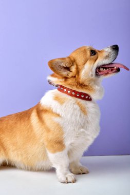 pet sitting and looking at side, welsh corgi breed on purple studio background. adorable cute dog with red white color fur whool and short body have fun, with opened mouth