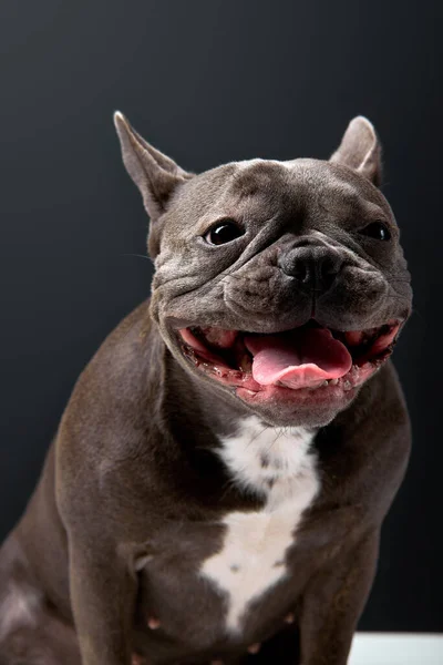 french bulldog on black background, sit in studio on black background. sticking out tongue, looking at side. adorable cute puppy posing at camera, alone, portrait copy space