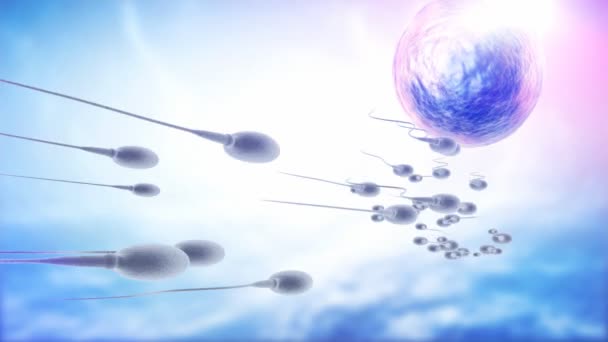 Sperm and human egg — Stock Video