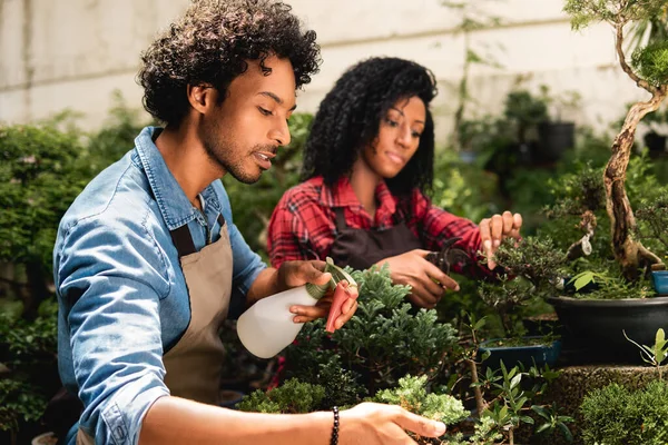 careful botanist spray water in plant in the garden