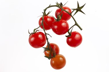 kırmızı domatesler dalda