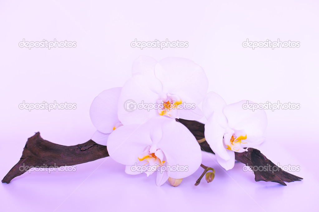 orchid flower in lilac purple colors