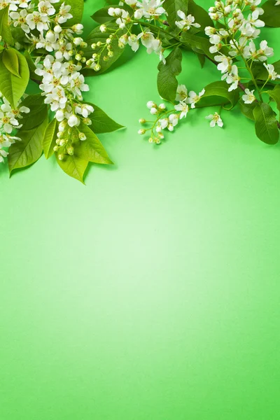 Çiçekler ve yapraklar yeşil kağıt arka plan üzerinde şube — Stok fotoğraf