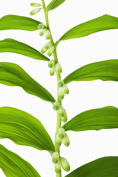 Branch of lilies of the valley with rhythmically located leaves — Stock Photo, Image