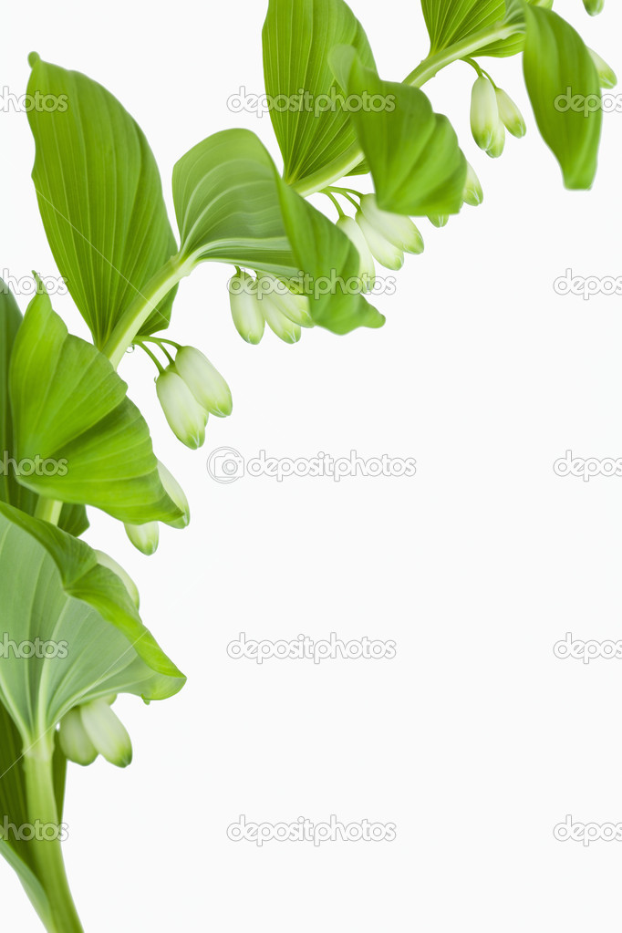 Branch of lilies of the valley on white background