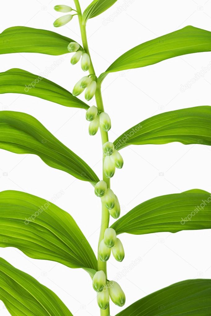 Branch of lilies of the valley with rhythmically located leaves