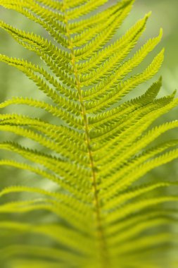 arka plan bırakır. bokeh bulanık resim.