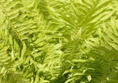 arka plan bırakır. bokeh bulanık resim.