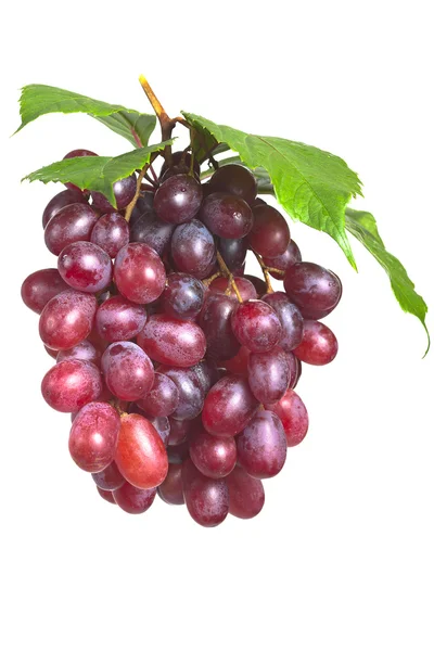 Gäng mogna, färska röda druvor med blad isolerad på en vit bac — Stockfoto