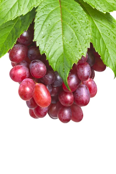Gäng mogna, färska röda druvor med blad isolerad på en vit bac — Stockfoto