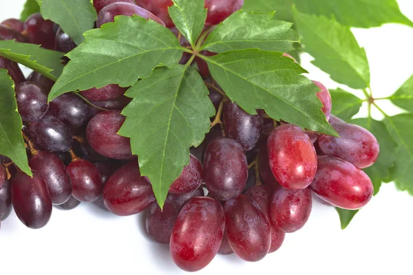 Gäng mogna, färska röda druvor med blad. — Stockfoto