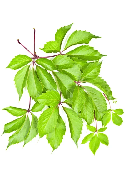 Leaves of wild grape on white background. — Stock Photo, Image