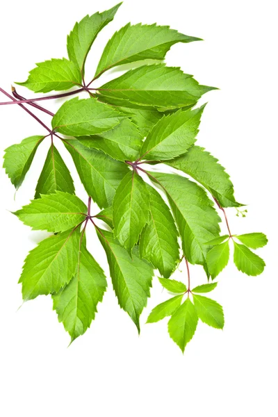 Leaves of wild grape on white background. — Stock Photo, Image