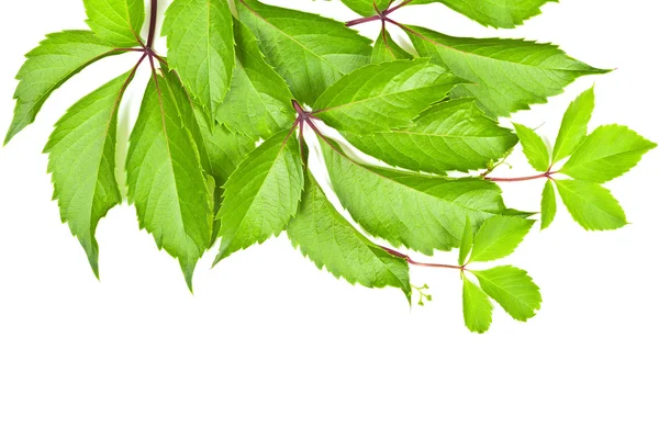 Leaves of wild grape on white background. — Stock Photo, Image