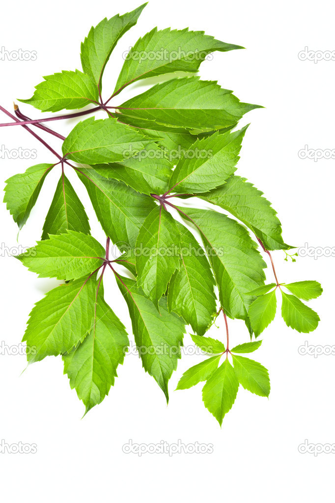 Leaves of wild grape on white background.