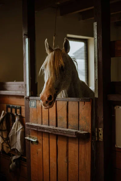 馬を安定させ — ストック写真