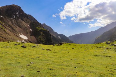 Himalaya koyunları dağlarda nehrin kıyısında dolaşıyorlar.