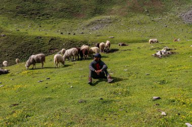 Himalaya dağında bir çayırda oturan bir adam. Etrafta koyunlar var.