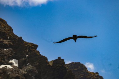 Gökyüzüne doğru uçan altın kartal