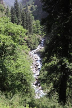 Himalaya 'daki ormanın derinliklerindeki vadide akan bir nehir yüksek çam ağaçlarıyla çevrili.