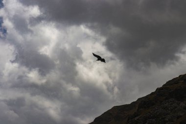 Gökyüzüne doğru uçan altın kartal