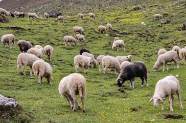 Himalaya dağının çayırlarında otlayan koyunlar