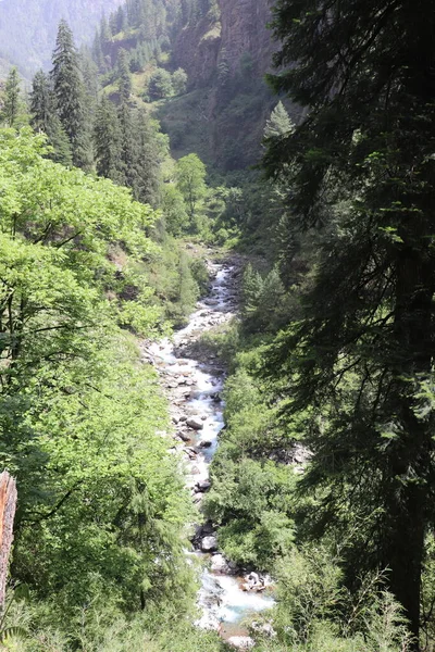 Řeka Tekoucí Údolí Hlubokém Lese Himalájích Obklopená Vysokými Borovicemi — Stock fotografie