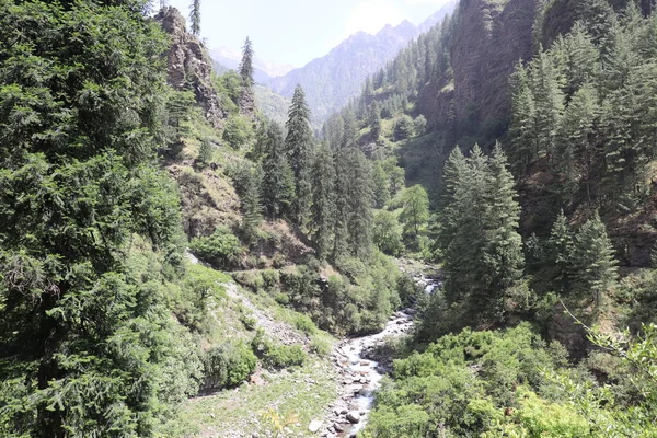 Река Текущая Долине Глубоком Лесу Гималаях Окруженная Высокими Соснами — стоковое фото