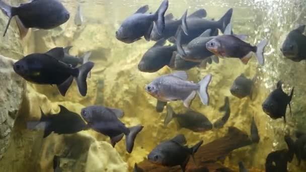 水生植物の背景の装飾に水族館で美しい魚 水槽の中でカラフルな魚 水族館で泳ぐ魚の群れ — ストック動画