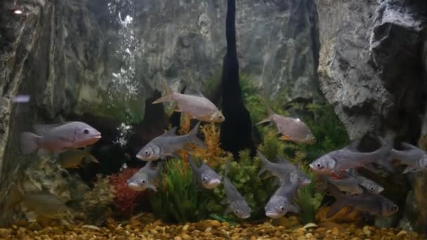 Красива Риба Акваріумі Прикрасі Фону Водних Рослин Яскрава Риба Акваріумі — стокове відео