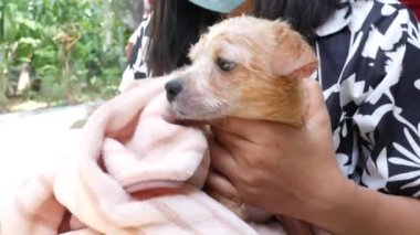 Asyalı kadın banyo yaptıktan sonra kendini bir Chihuahua köpeğine siliyor. Chihuahua yavru köpeğini kapat.. 